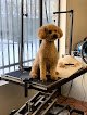 Negocio Spunky Puppy Grooming