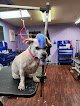 Negocio Squeaky Clean Grooming Salon