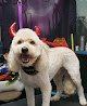 Negocio Star Mutts Grooming Salon