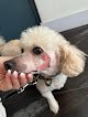 Negocio Starbarks, Llc