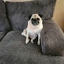 Negocio Sterling Groomers, Llc