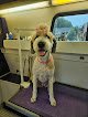 Negocio Styles For Miles Mobile Grooming