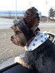 Negocio Stylish Petz