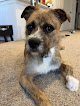 Negocio Sundance Pet Grooming - Huntersville Salon & Mobile