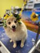 Negocio Sunshine Pet Grooming