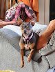 Negocio Tails Of The City Pet Grooming