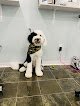 Negocio Tailspin Pet Grooming Wyoming