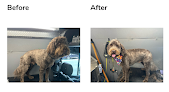 Negocio Takoma Pet Services
