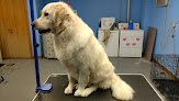Negocio Tall To Small Pet Grooming
