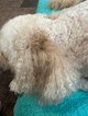 Negocio Teresa's Mobile Grooming Salon