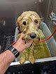 Negocio The Barking Shoppe Mobile Pet Grooming