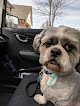 Negocio The Chisolm Tails Pet Styling