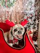 Negocio The Dapper Dog Luxury Pet Spa