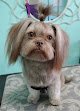 Negocio The Debonair Dog 1-on-1 Grooming Salon