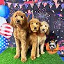 Negocio The Dog House Grooming