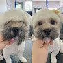Negocio The Dog Salon