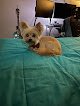 Negocio The Dog Shop Llc