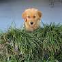 Negocio The Dog-ber Shop
