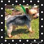 Negocio The Fairhope Groomery