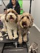 Negocio The Fairy Dog Groomer
