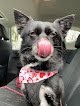 Negocio The Fairy Dogmother Llc