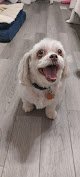 Negocio The Family Dog Grooming