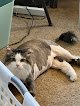 Negocio The Grand Feline Hotel And Salon
