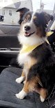 Negocio The Groomer, Llc