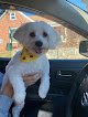 Negocio The Groomery