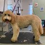 Negocio The Grooming Post