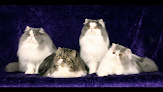 Negocio The Kitty Groomer