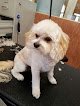 Negocio The Little Grooming Salon