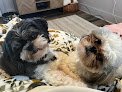 Negocio The Pampered Pooch Of Zachary