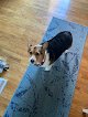 Negocio The Paws Mahal Llc