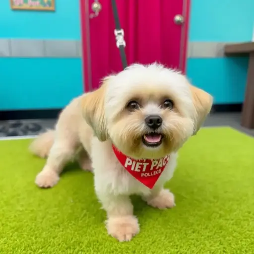 The Pet Palace (dog Grooming)