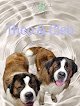 Negocio The Pet Studio La