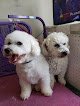 Negocio The Poodle Palace (mr. G's)