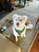 Negocio The Posh Pup