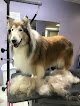 Negocio The Puppy Parlor