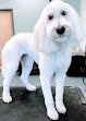 Negocio The Royal S'paw By Pretty Paws