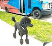 Negocio The Three Pooches Mobile Dog Grooming