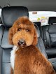 Negocio The Trim Room Pet Grooming
