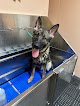 Negocio The Woof Pack Llc