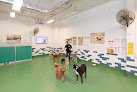 Negocio Throw Me A Bone Inc. / Dog Daycare, Grooming And Boarding