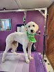 Negocio Tidy Tails Grooming