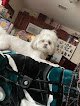 Negocio Tino’s Pet Grooming