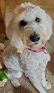 Negocio Tlc Dog Grooming