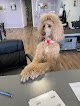 Negocio Tlc Grooming