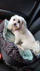 Negocio Tlc Grooming Clintonville