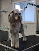 Negocio Tlc Grooming